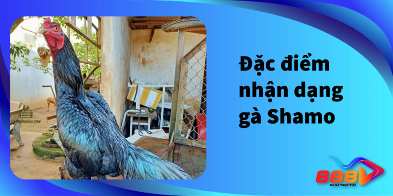 Đặc điểm nhận dạng gà Shamo