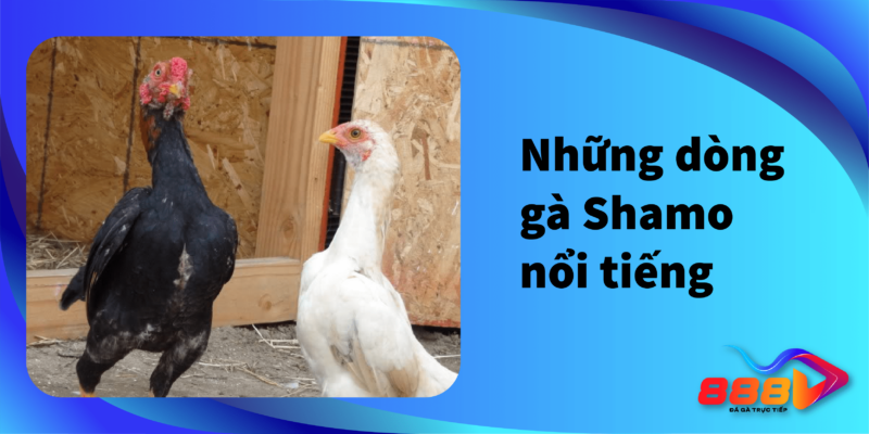 Những dòng gà Shamo nổi tiếng