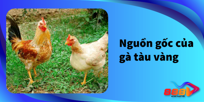 Nguồn gốc của gà tàu vàng