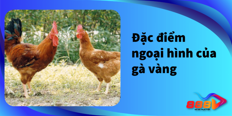 Đặc điểm ngoại hình của gà vàng