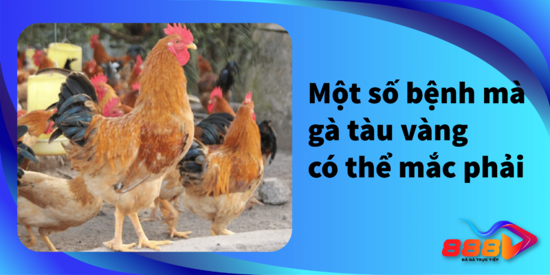 Một số bệnh mà gà tàu vàng có thể mắc phải