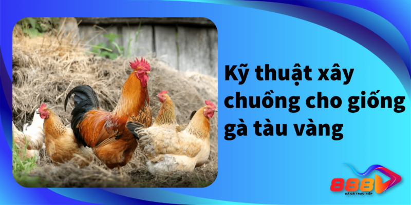 Kỹ thuật xây chuồng cho giống gà tàu vàng