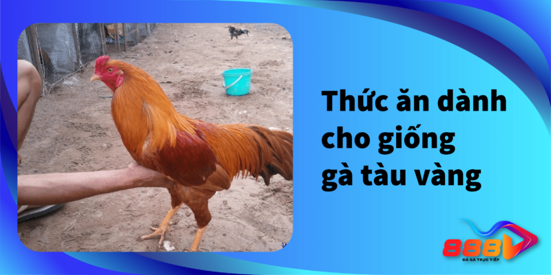 Thức ăn dành cho giống gà tàu vàng