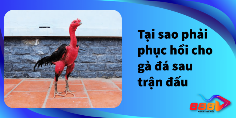 Tại sao phải phục hồi cho gà đá sau trận đấu