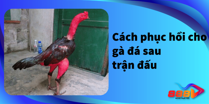 Cách phục hồi gà đá sau trận đấu