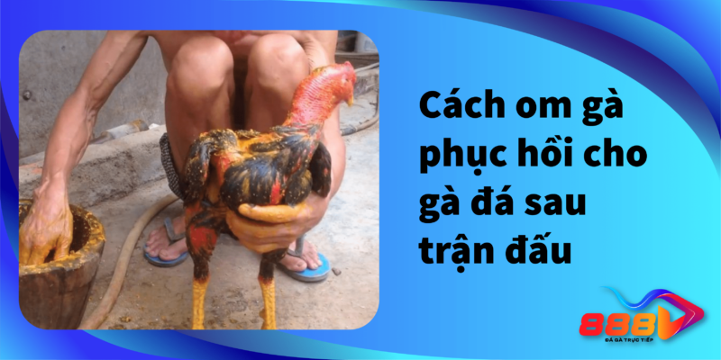 Cách om gà phục hồi cho gà đá sau trận đấu