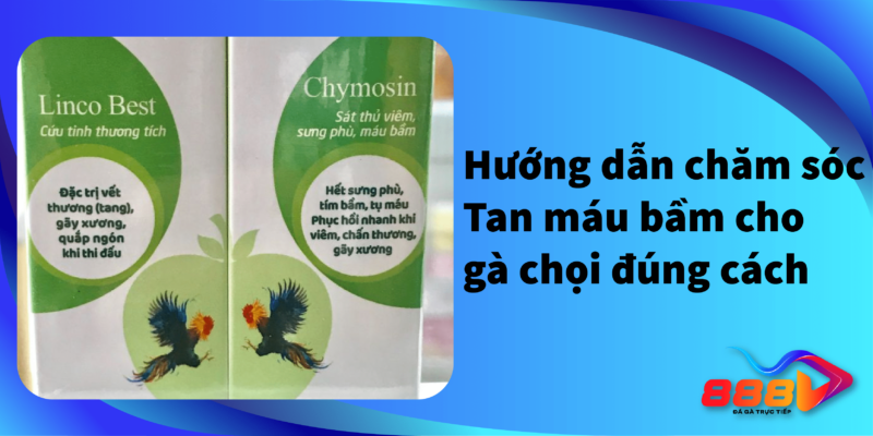 Hướng dẫn chăm sóc tan máu bầm cho gà chọi đúng cách