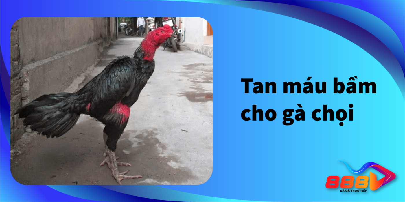 Hướng dẫn chăm sóc Tan máu bầm cho gà chọi đúng cách