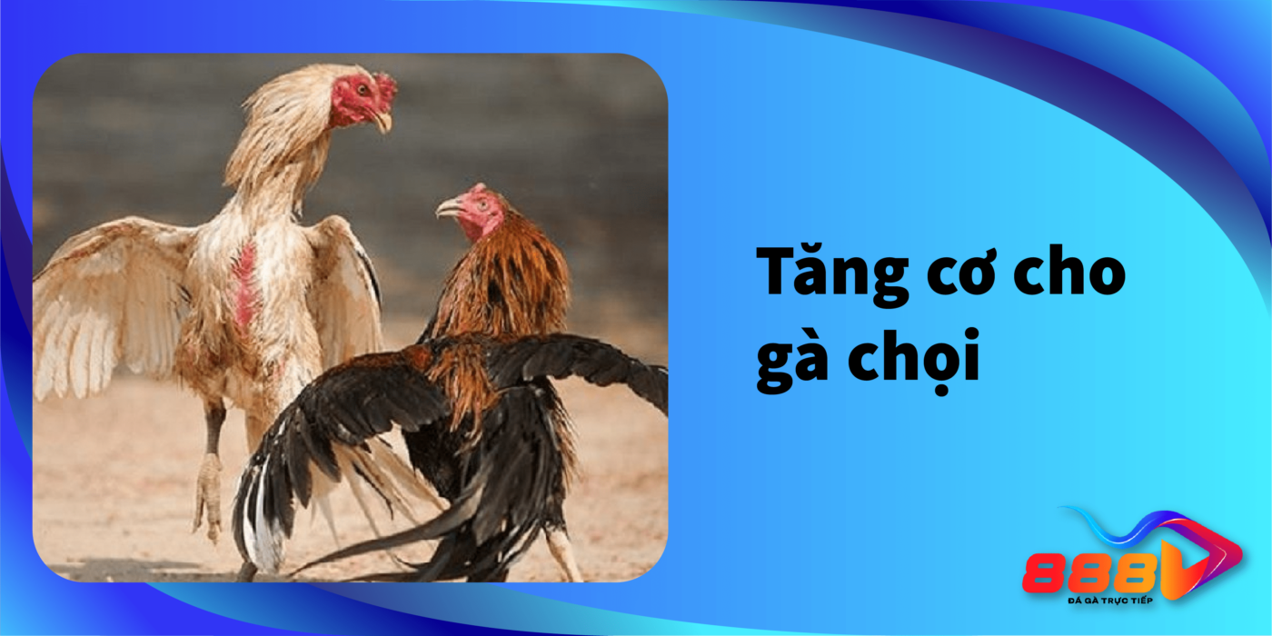 Cách tăng cơ cho gà chọi an toàn và hiệu quả