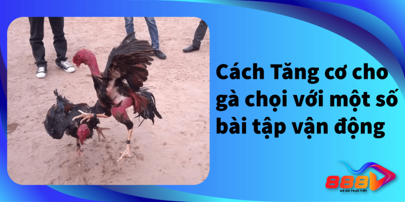 Cách tăng cơ cho gà chọi với một số bài tập vận động