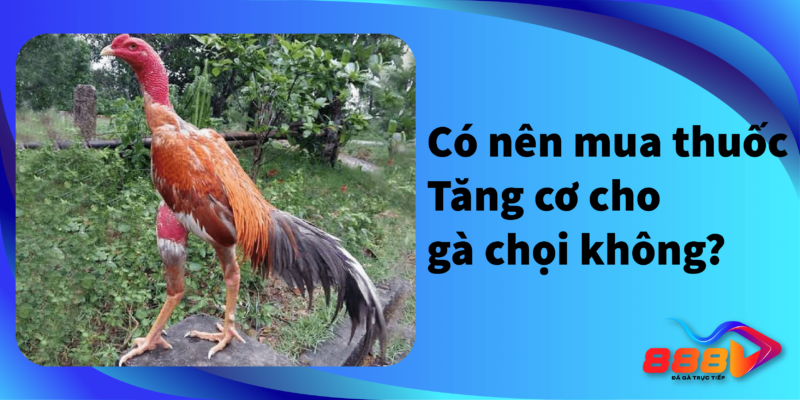 Có nên mua thuốc tăng cơ cho gà chọi không?