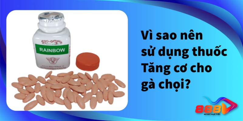 Vì sao nên sử dụng thuốc tăng cơ cho gà chọi?