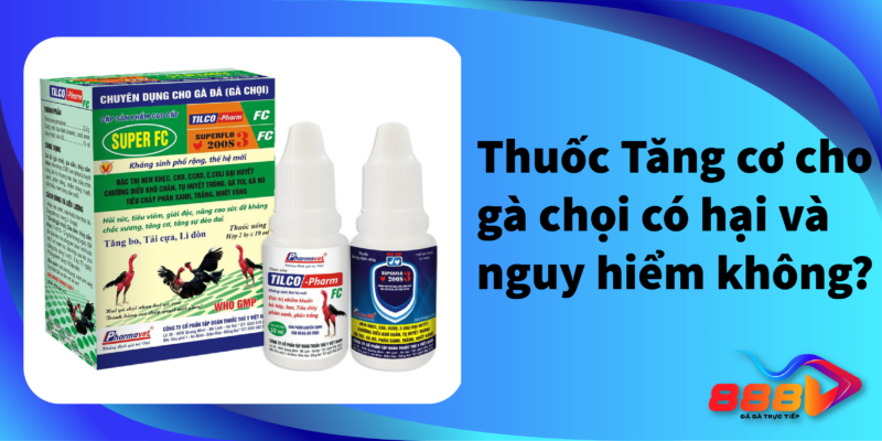 Thuốc tăng cơ cho gà chọi có hại và nguy hiểm không?