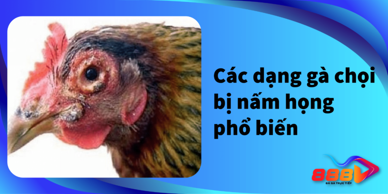 Các dạng gà chọi bị nấm họng phổ biến