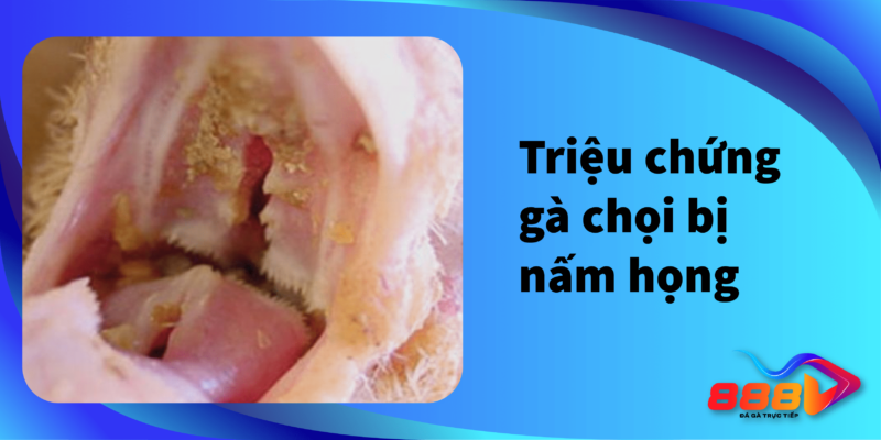 Triệu chứng gà chọi bị nấm họng