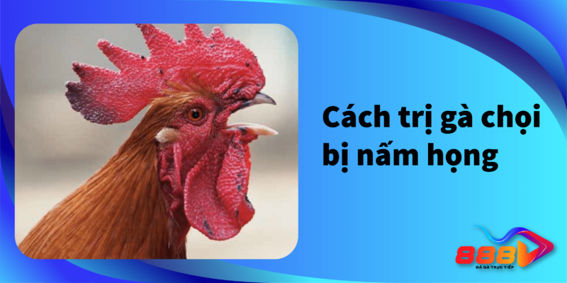 Cách trị gà chọi bị nấm họng