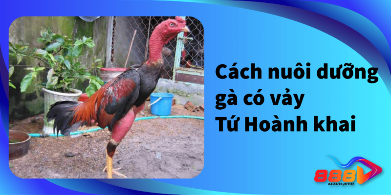 Cách nuôi dưỡng gà có vảy tứ hoành khai