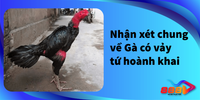 Nhận xét chung về gà có vảy tứ hoành khai