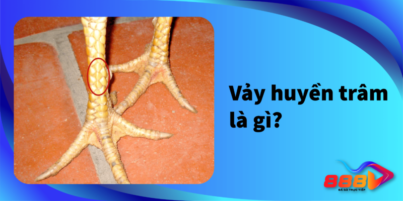 Vảy huyền trầm là gì?