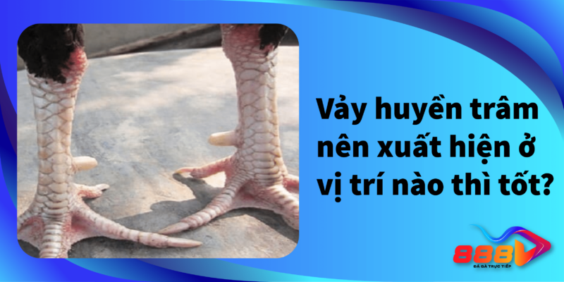 Vảy huyền trầm nên xuất hiện ở vị trí nào thì tốt?