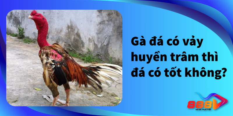 Gà đá có vảy huyền trầm thì đá có tốt không?