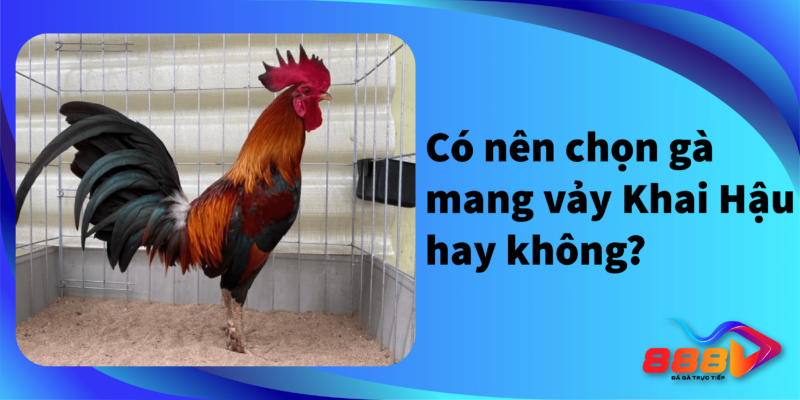 Có nên chọn gà mang vảy Khai Hậu hay không?