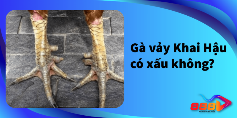 Gà vảy khai hậu có xấu không