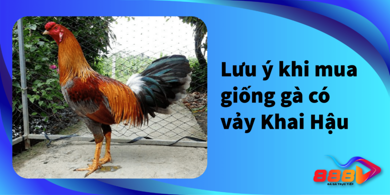 Lưu ý khi mua giống gà có vảy Khai Hậu