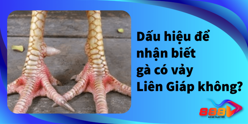 Dấu hiệu nhận biết gà có vảy Liên Giáp không?