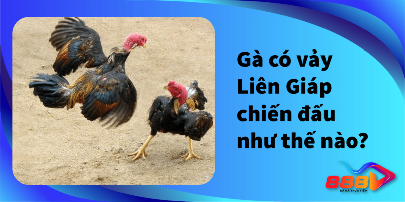 Gà có vảy Liên Giáp chiến đấu như thế nào?