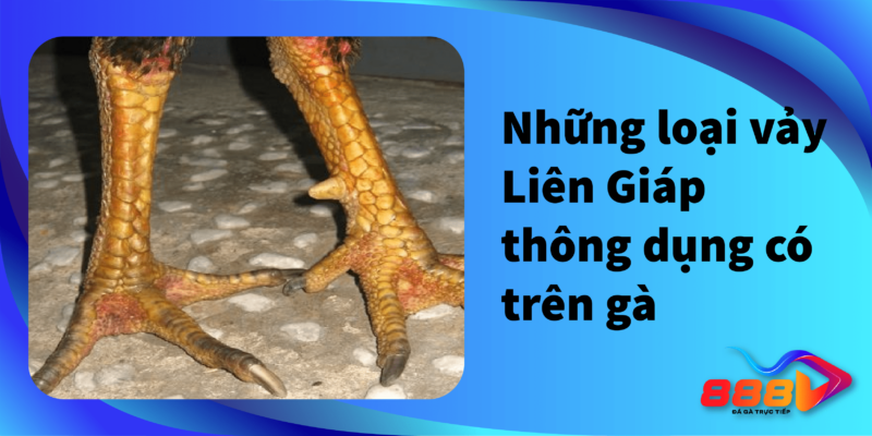 Những loại vảy Liên Giáp thông dụng có trên gà