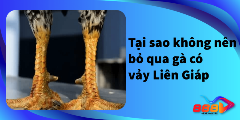 Tại sao không nên bỏ qua gà có vảy Liên Giáp