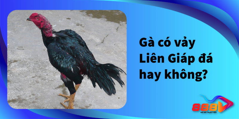 Gà có vảy Liên Giáp đá hay không?