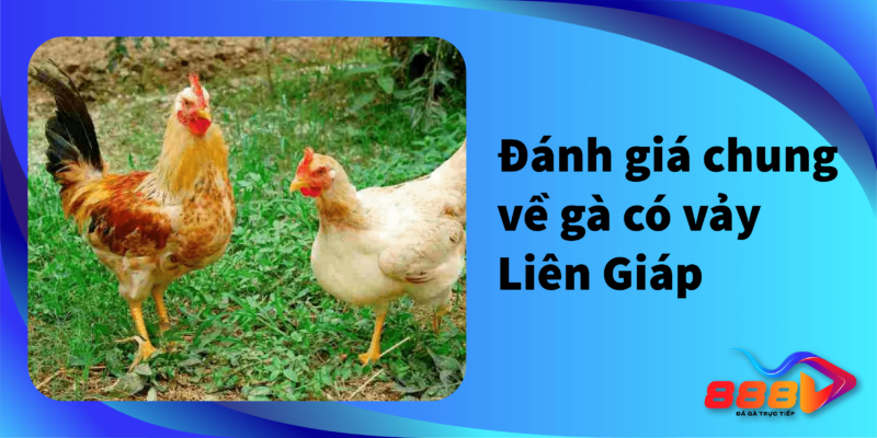 Đánh giá chung về gà có vảy Liên Giáp