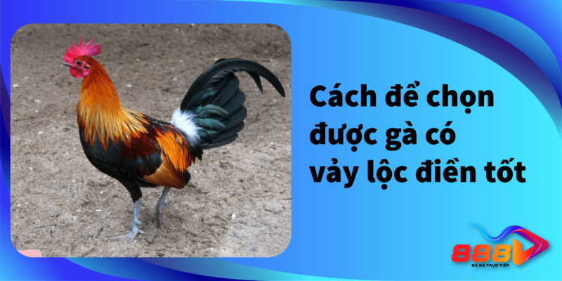 Cách để chọn gà có vảy lộc điền tốt