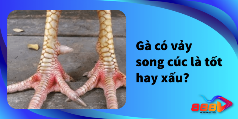 Gà có vảy song cúc là tốt hay xấu?