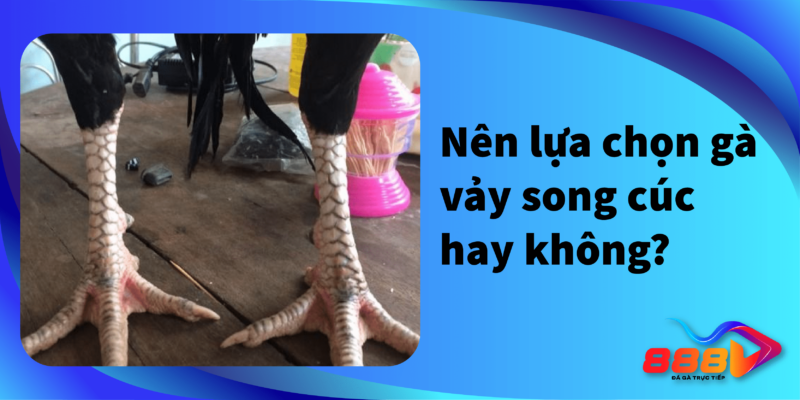 Nên lựa chọn gà vảy song cúc hay không ?