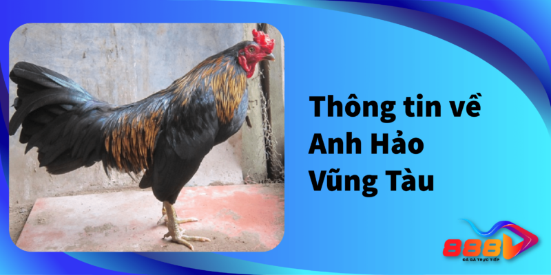 Thông tin về Anh Hảo Vũng Tàu