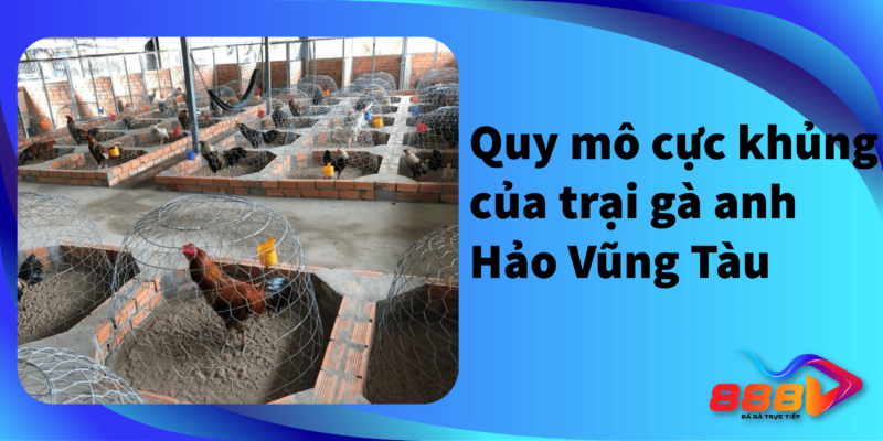 Quy mô cực khủng của trại gà anh Hảo Vũng Tàu