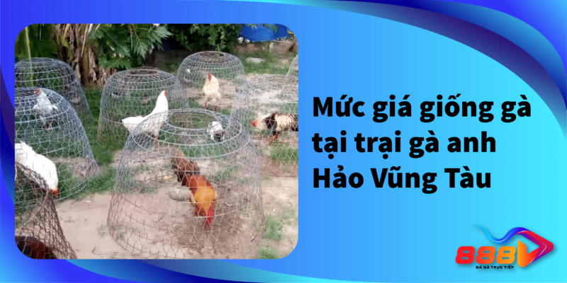 Mức giá giống gà tại trại gà anh Hảo Vũng Tàu