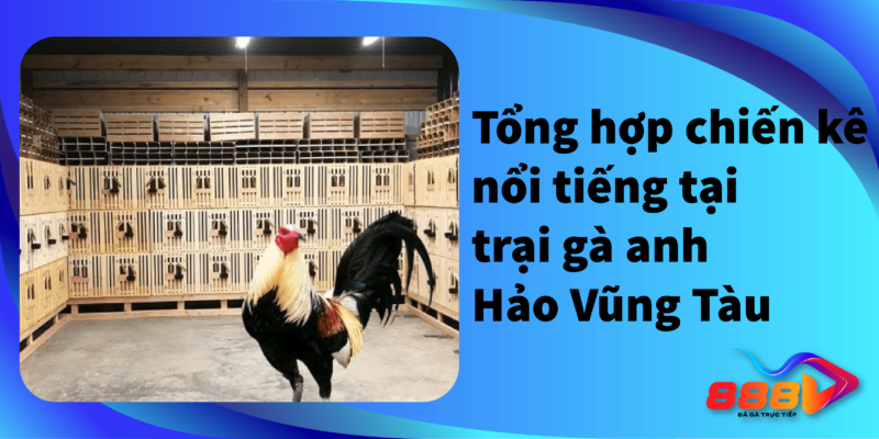 Tổng hợp chiến kê nổi tiếng tại trại gà anh Hảo Vũng Tàu