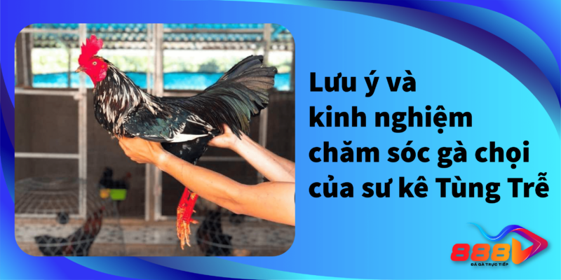 Lưu ý và kinh nghiệm chăm sóc gà chọi của sư kê Tùng trễ