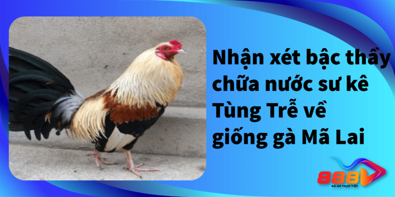 Nhận xét bậc thầy chữa nước sư kê Tùng trễ giống gà Mã Lai