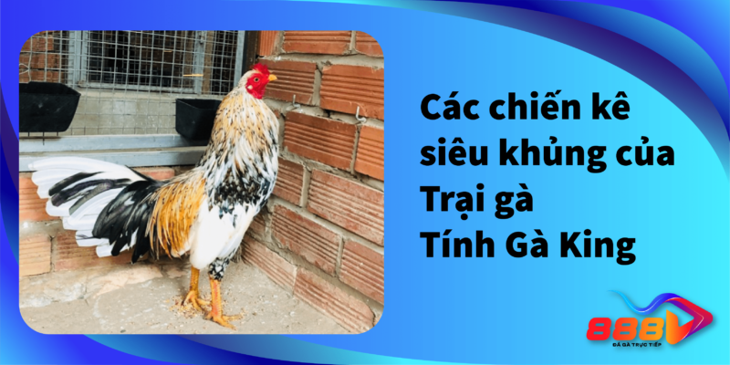 Các chiến kê siêu khủng của trại gà Tính Gà King