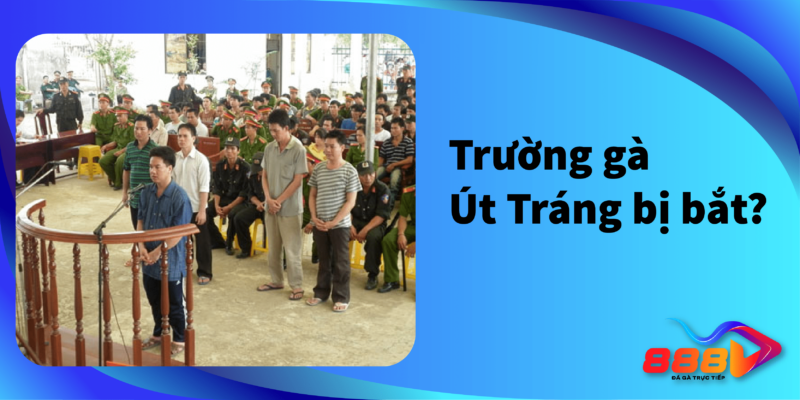 Trường gà Út Tráng bị bắt?